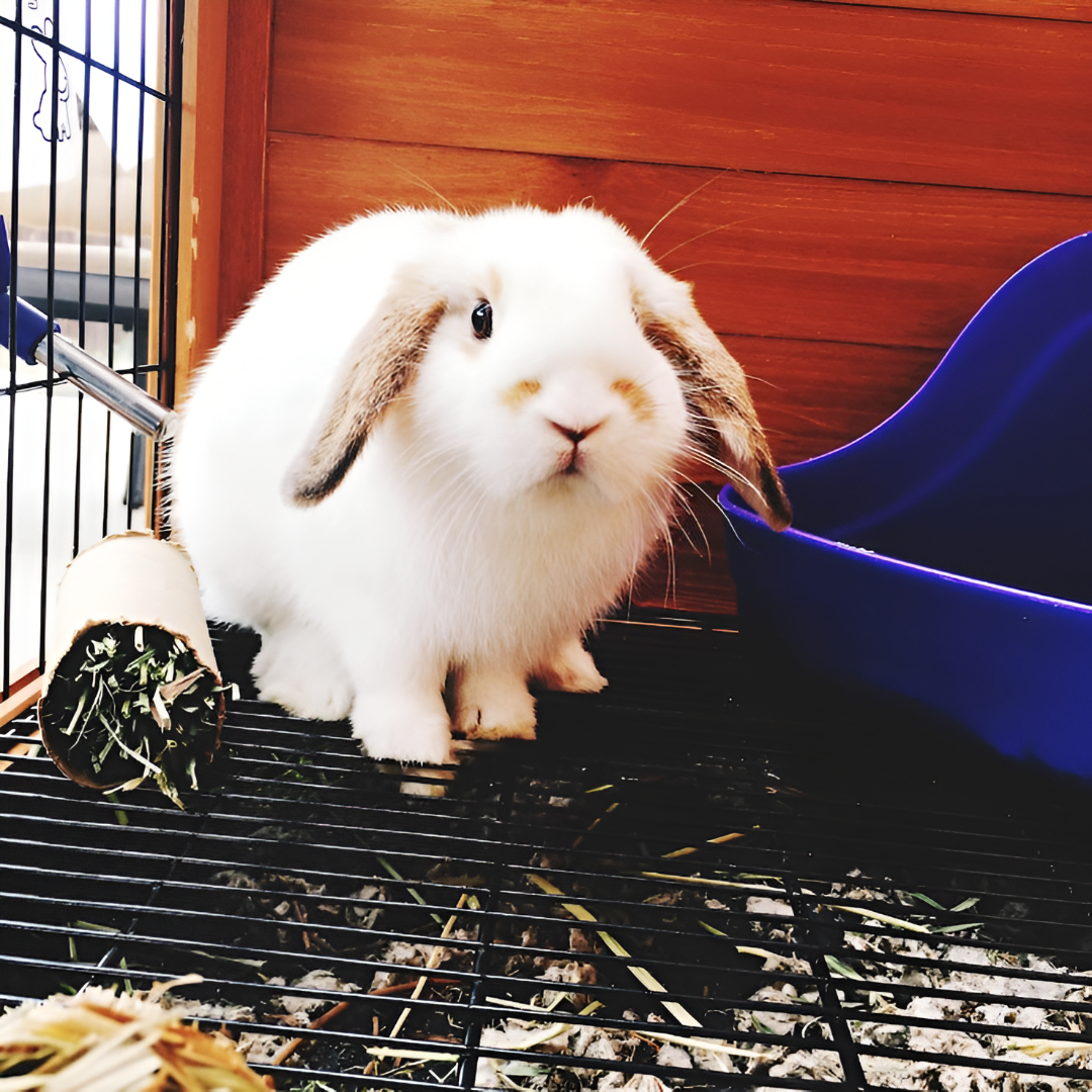 Caring for Small Pets — Tiny Companions, Big Love