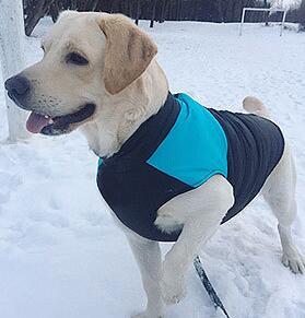 Autumn And Winter Pet Ski Wear Dog